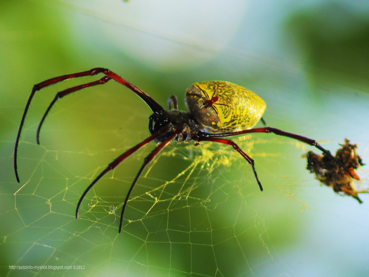 Паук золотопряд Nephila