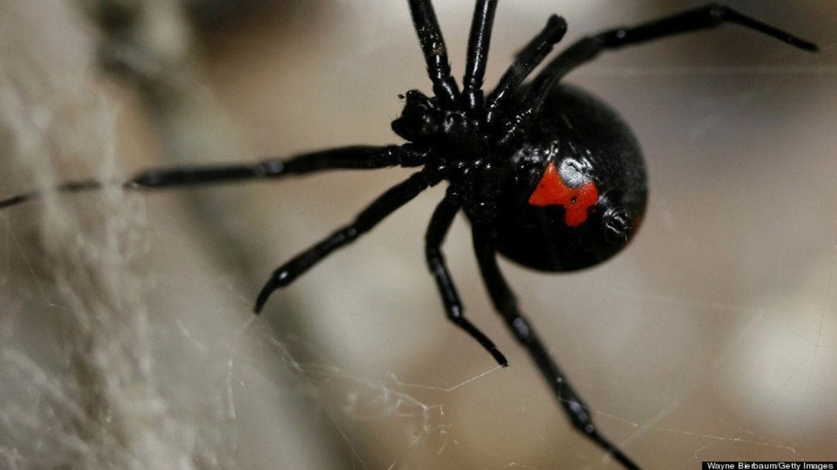 Black Widow паук