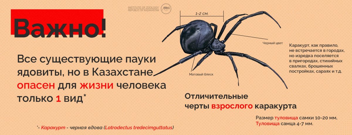 Паукообразные животные