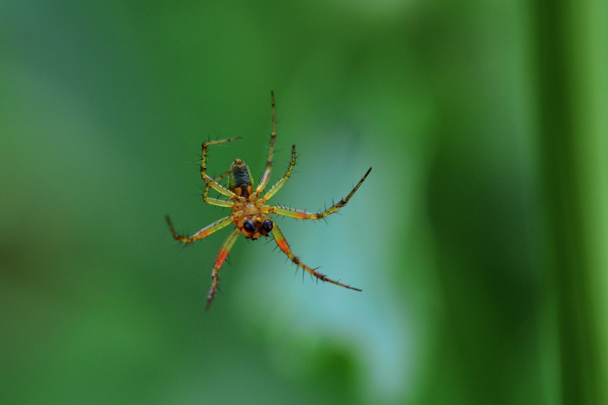 Паукообразные маленькие