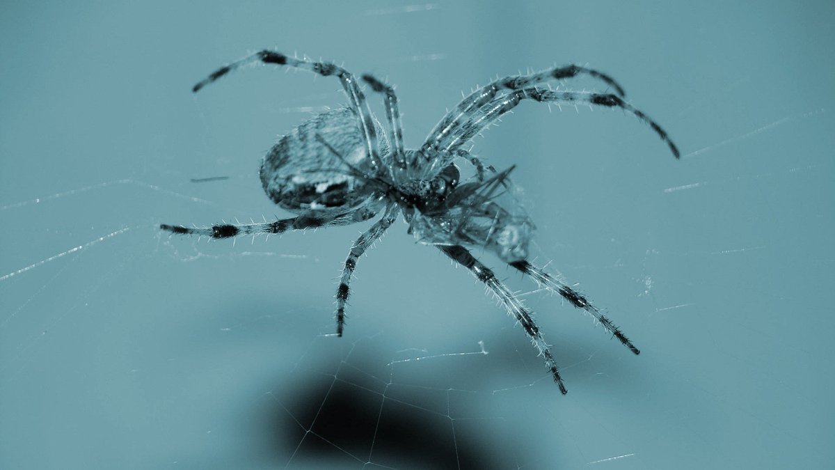 Каракурт паук