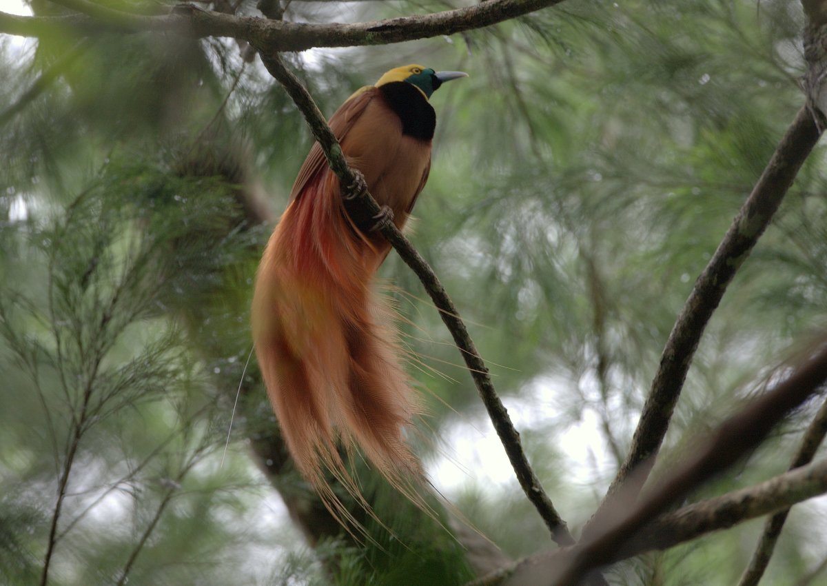 Синяя Райская птица Рудольфа