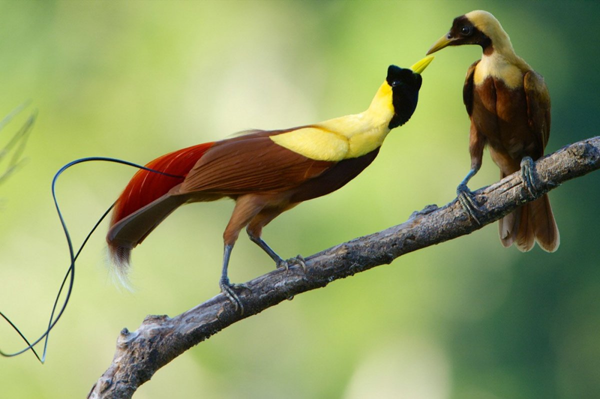 Райская птица Рагги