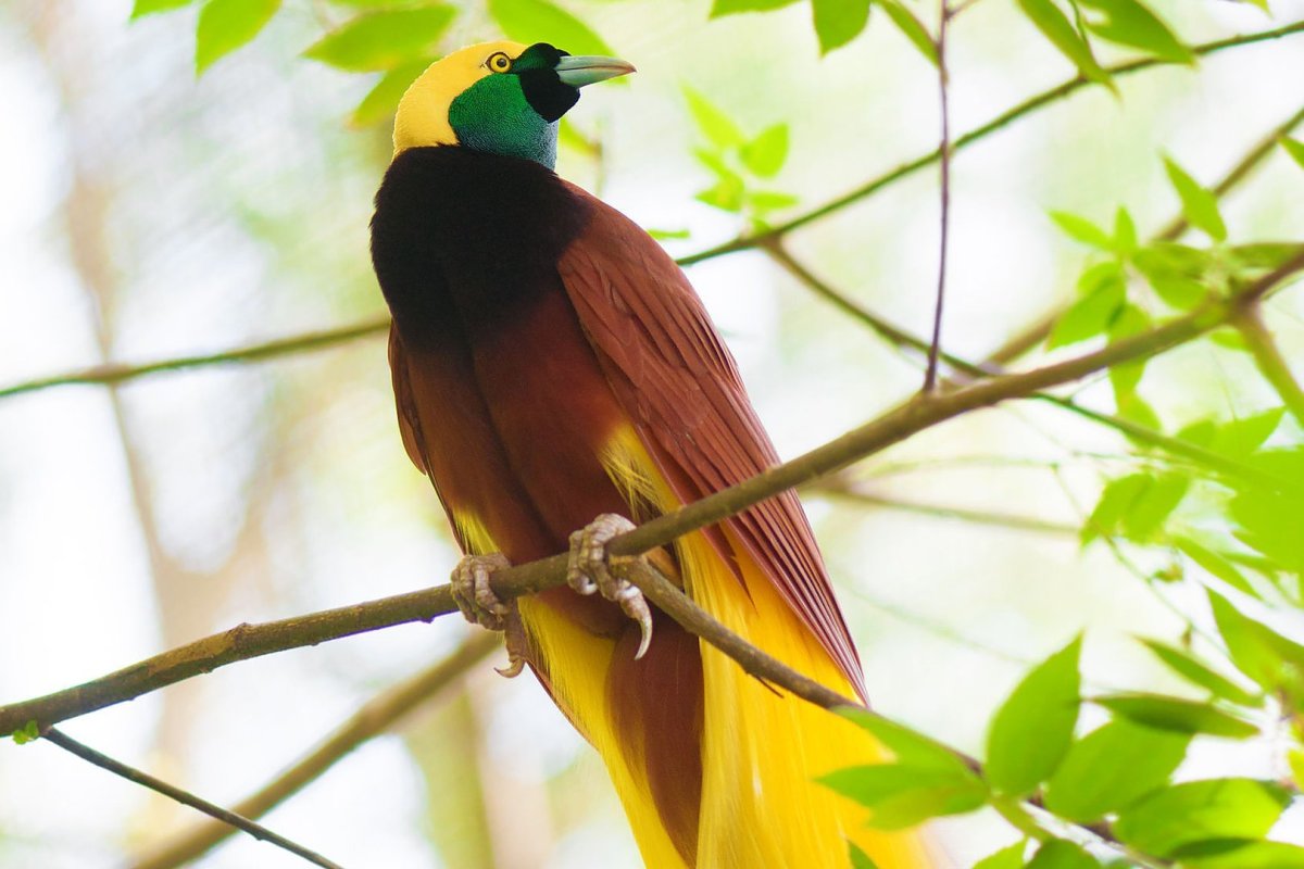 Реггианова Райская птица