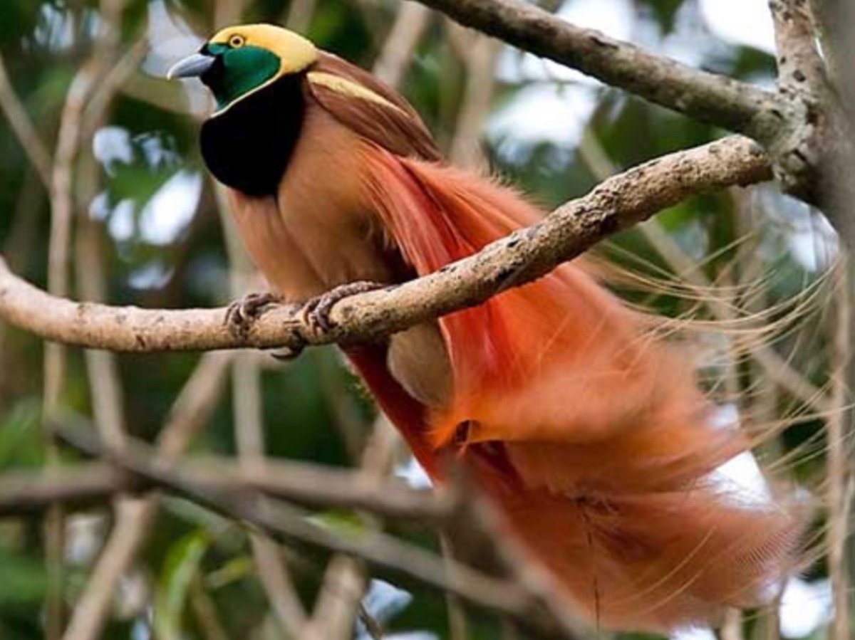 Птица лирохвост