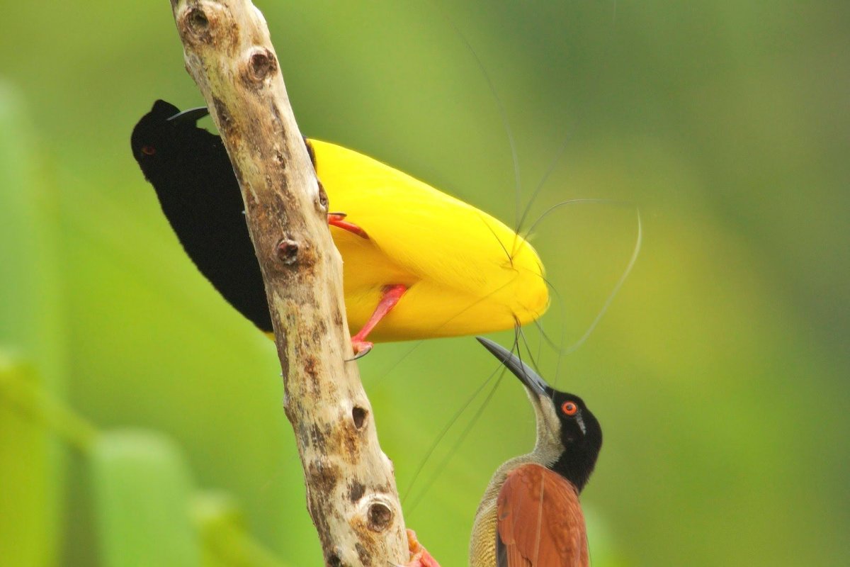 Красночубая кокетка