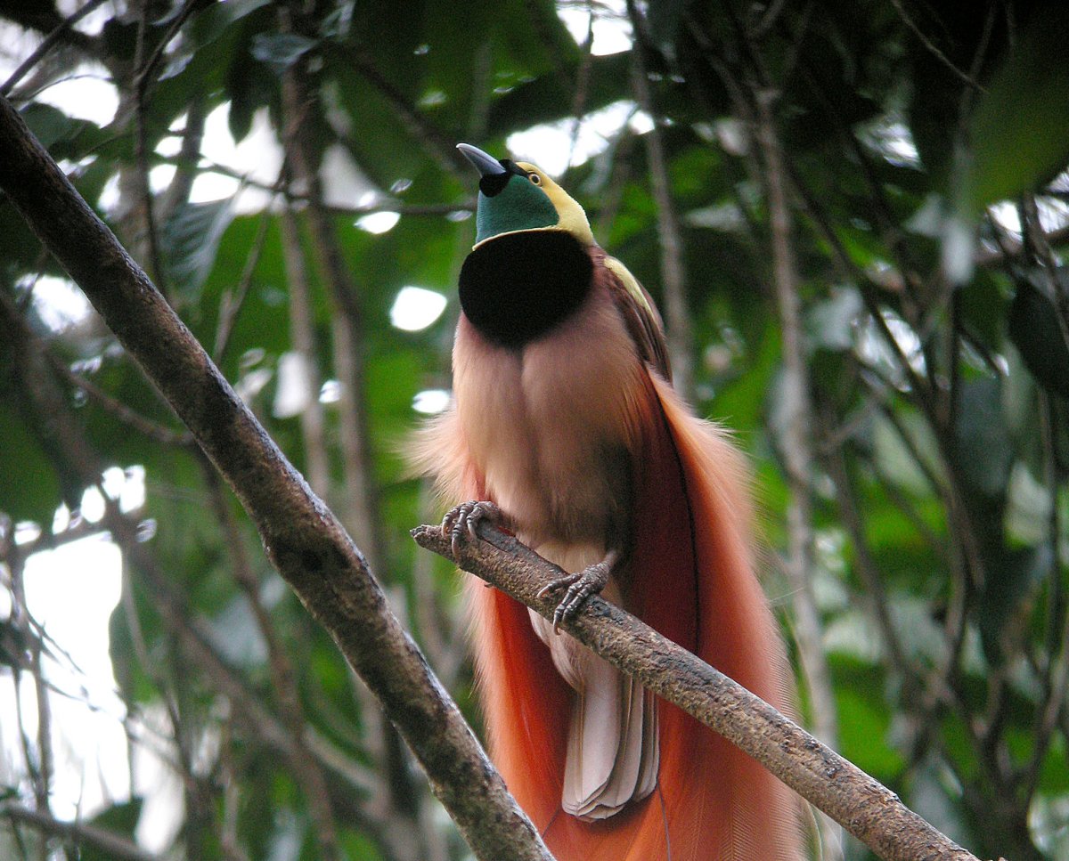 Брачные танцы птиц