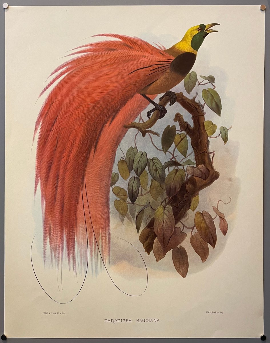 Синеголовая великолепная Райская