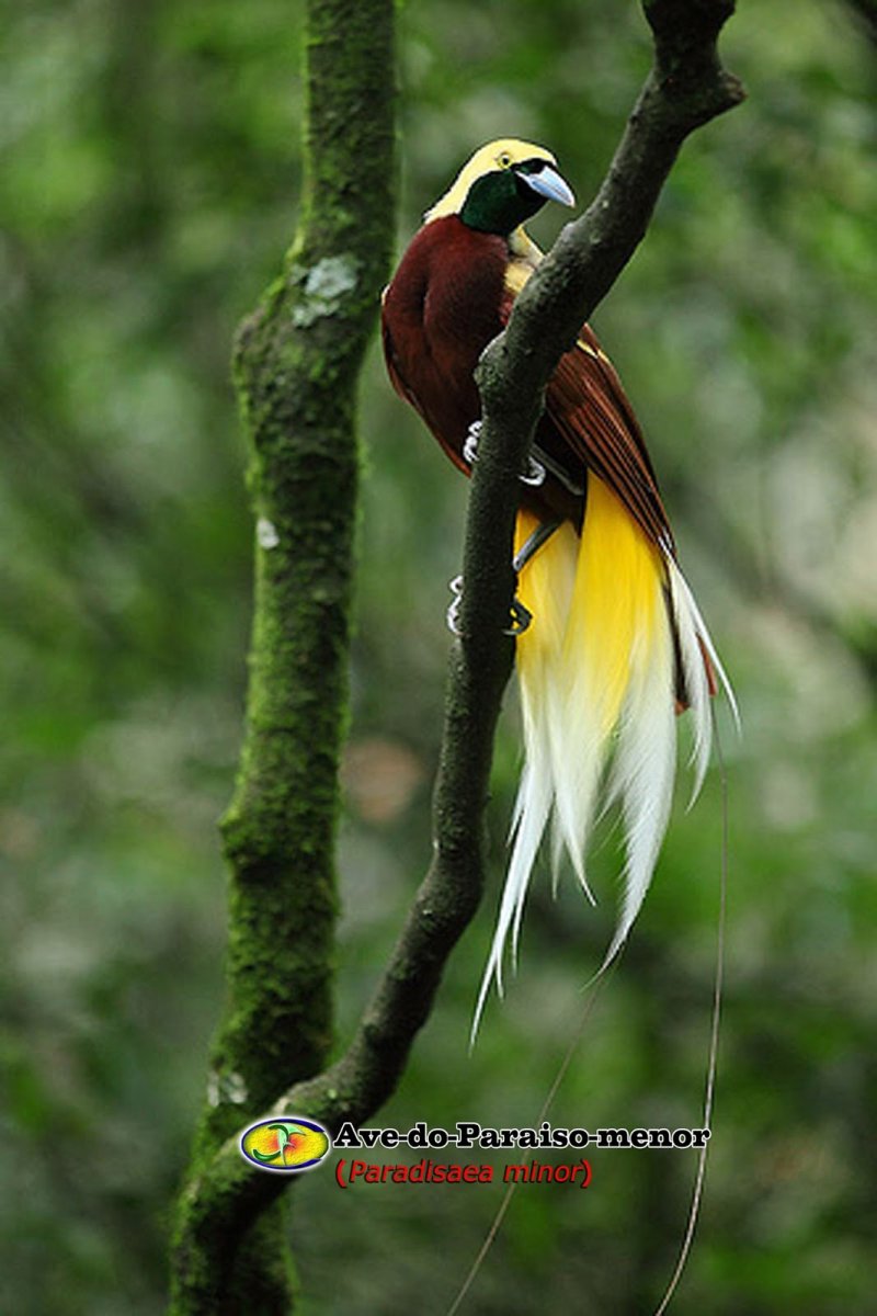 Большая Райская птица гнездо