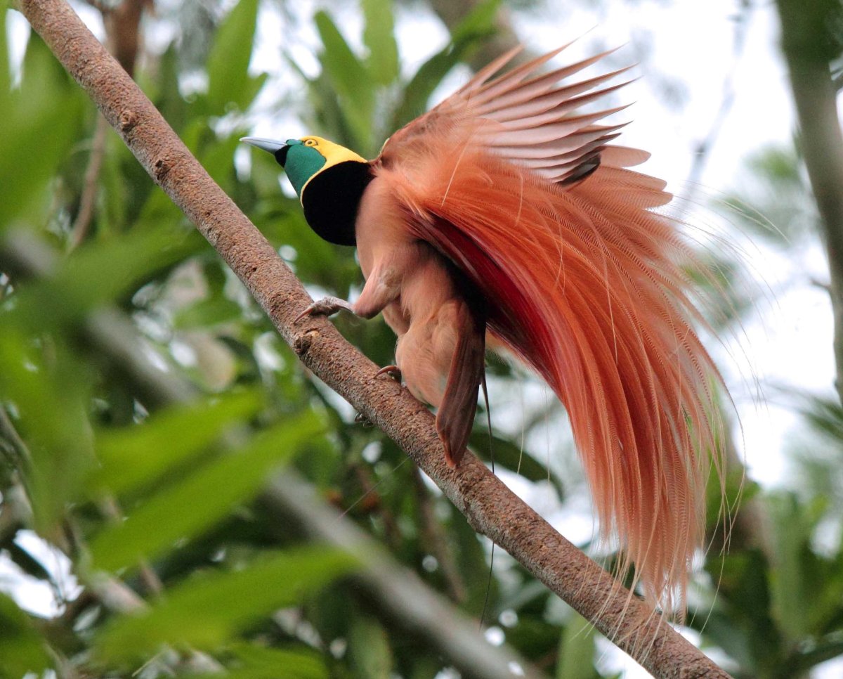 Дивный Шпательтэил