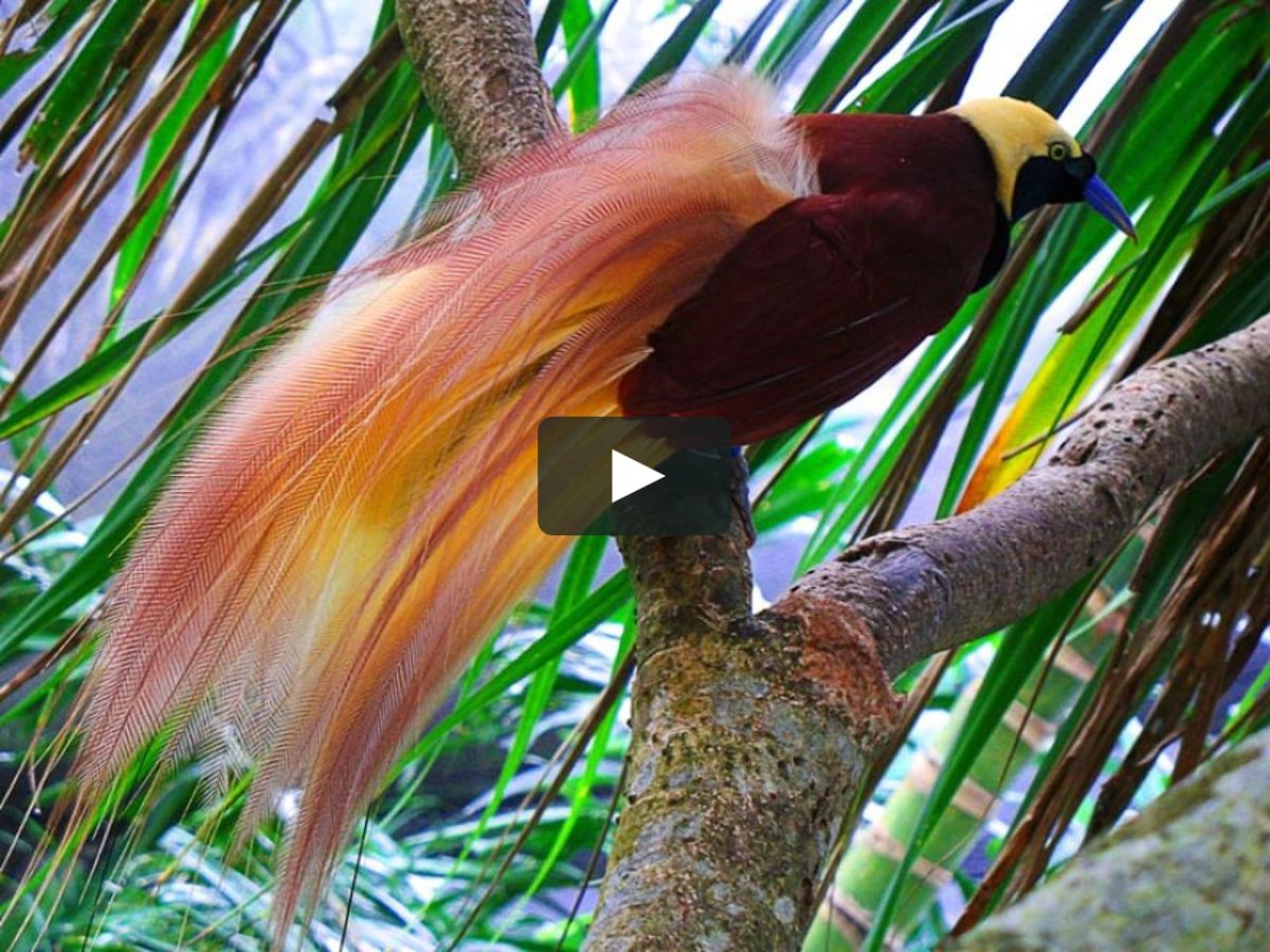 Райская птица Папуа новая Гвинея