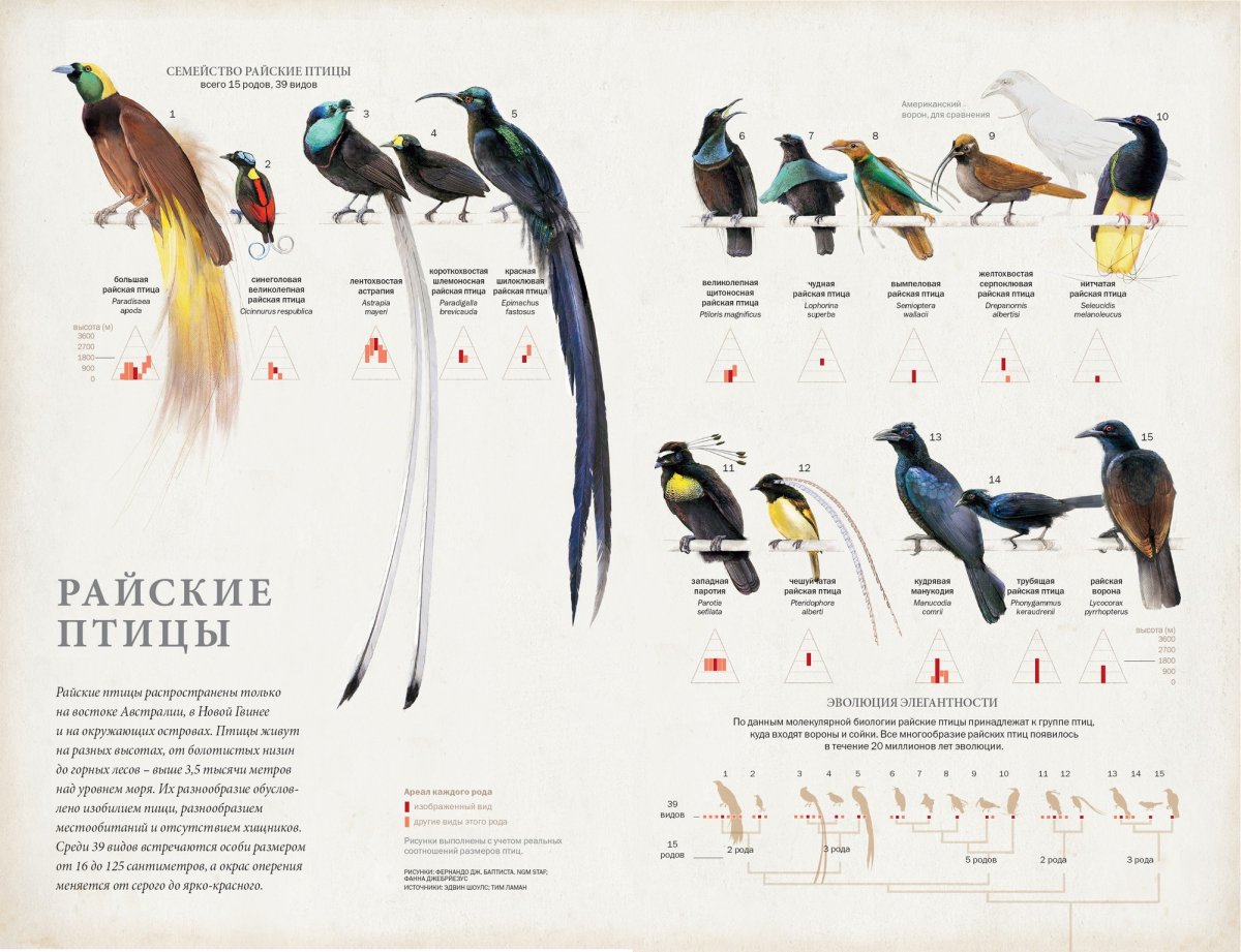 Райская птица Папуа новая Гвинея