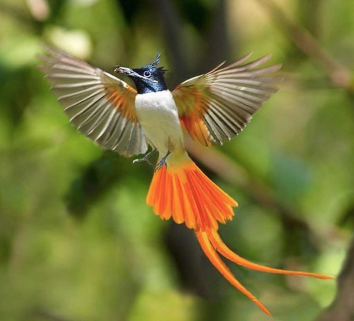 Райская птица где обитает