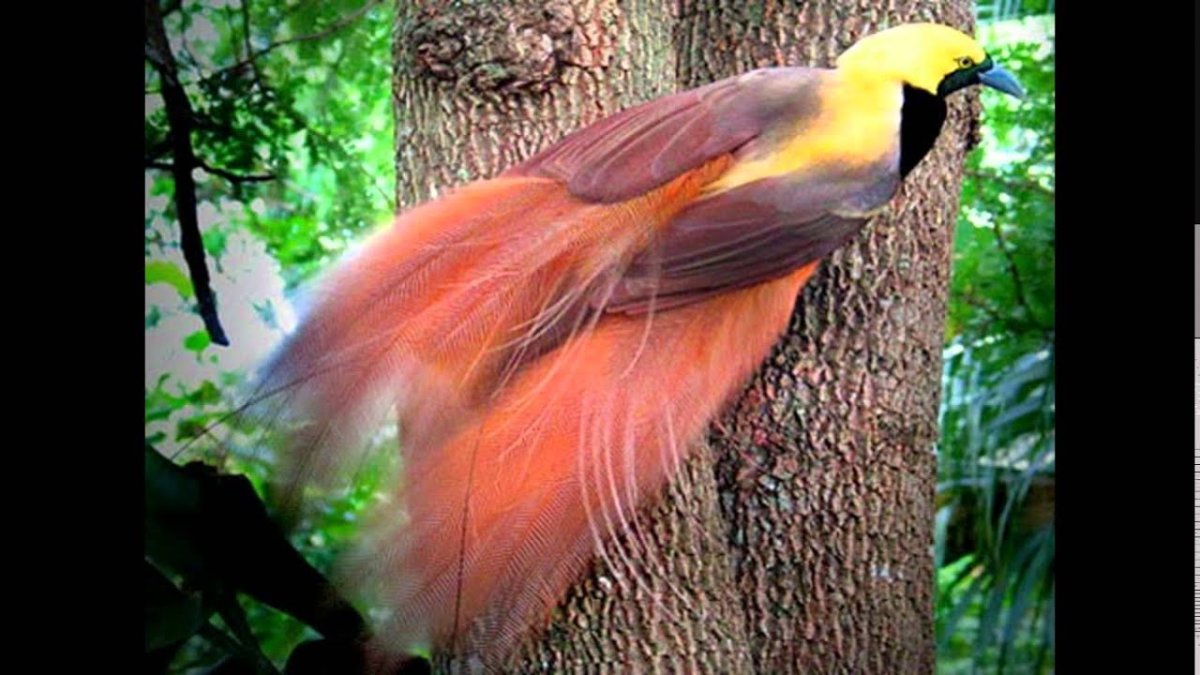 Райская птица Рагги