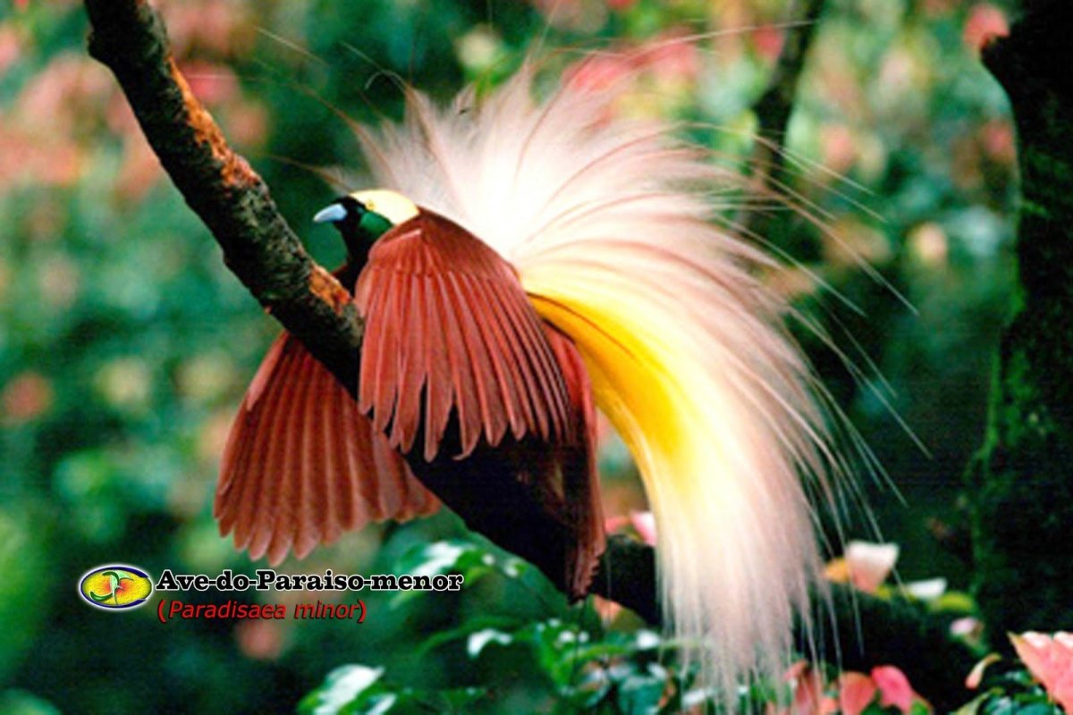 Paradisaea Raggiana