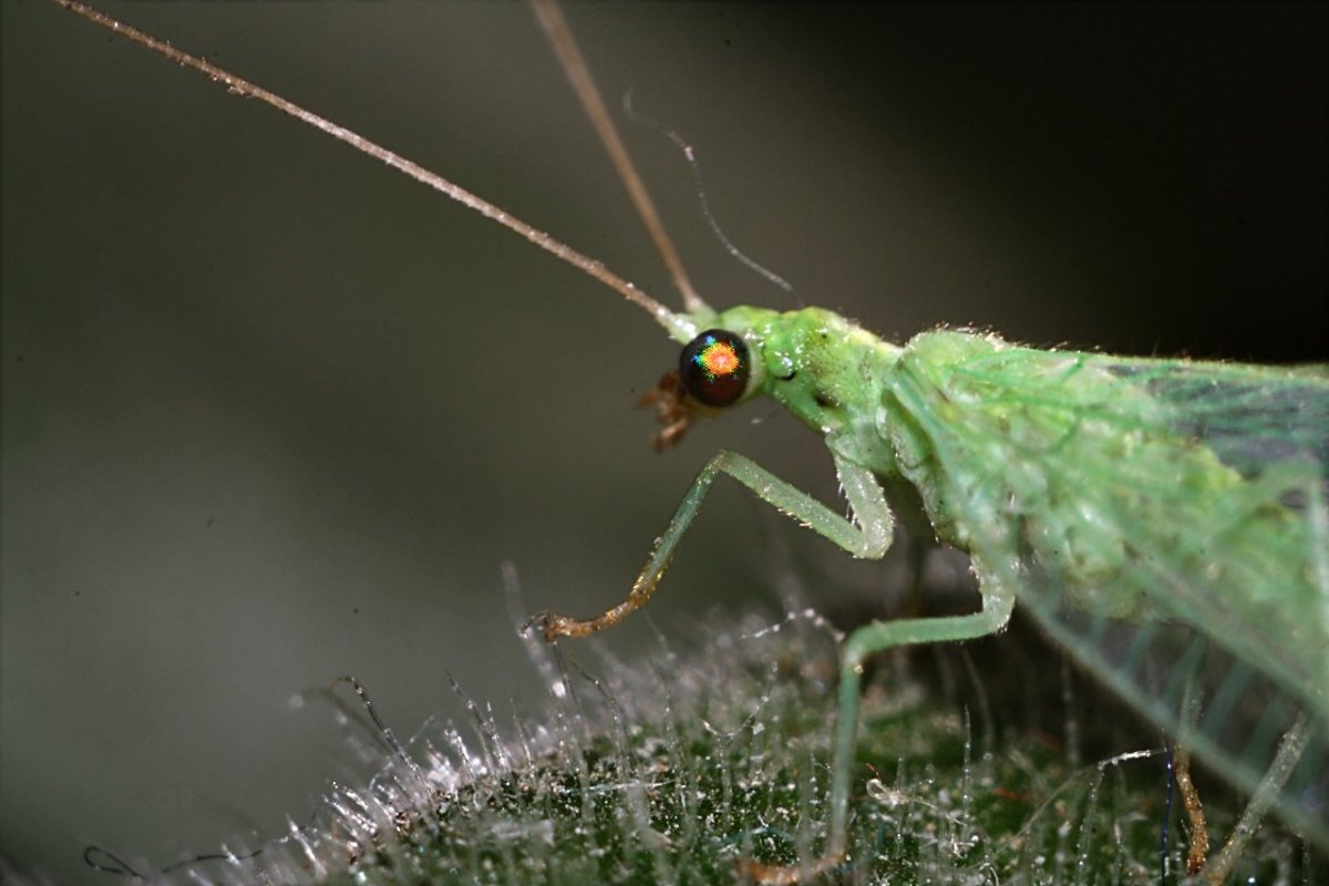 Chrysopidae голова