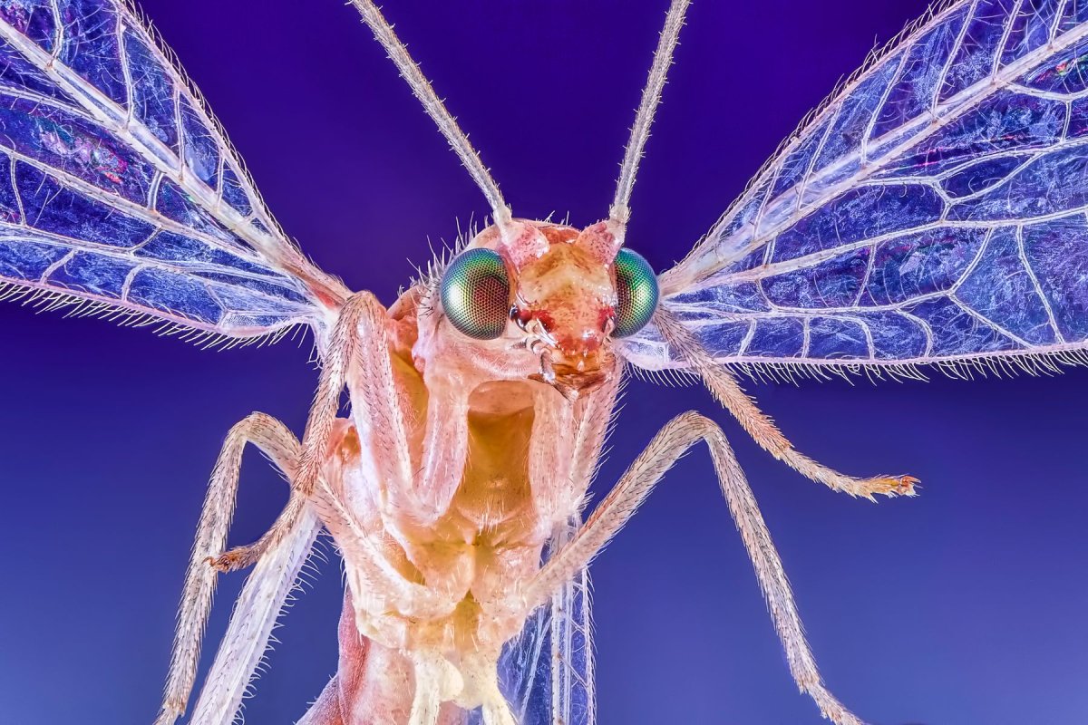 Златоглазка ротовой аппарат