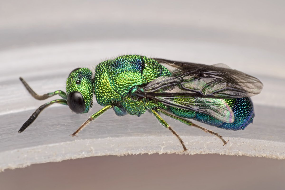 Муха златоглазка