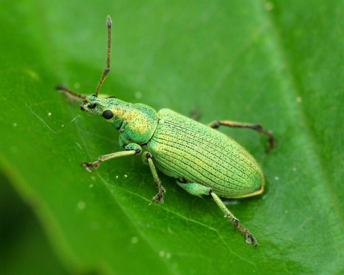 Златоглазка сказка