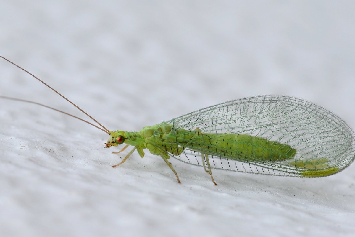 Имаго златоглазки