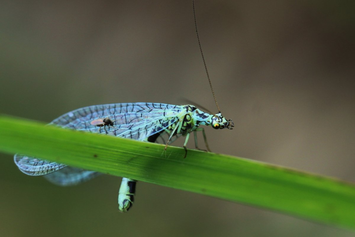 Chrysopidae (златоглазка)