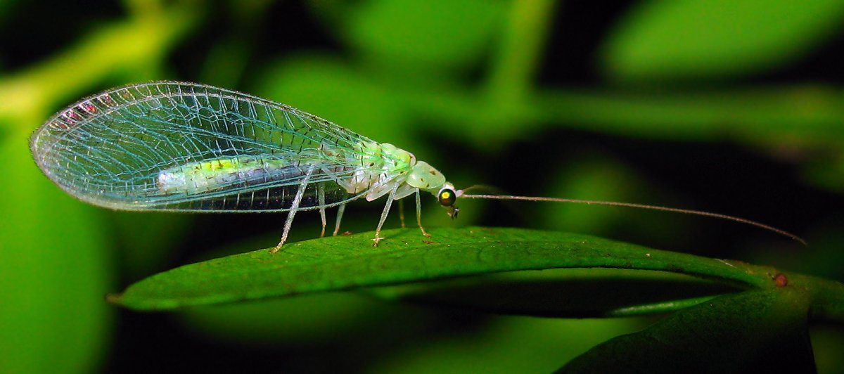Chrysopidae (златоглазка)