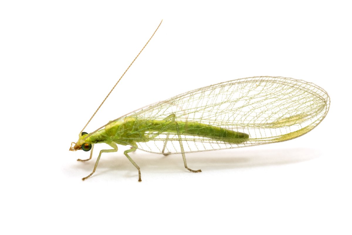 Златоглазка обыкновенная на белом фоне