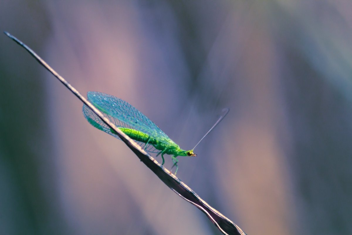 Муха златоглазка