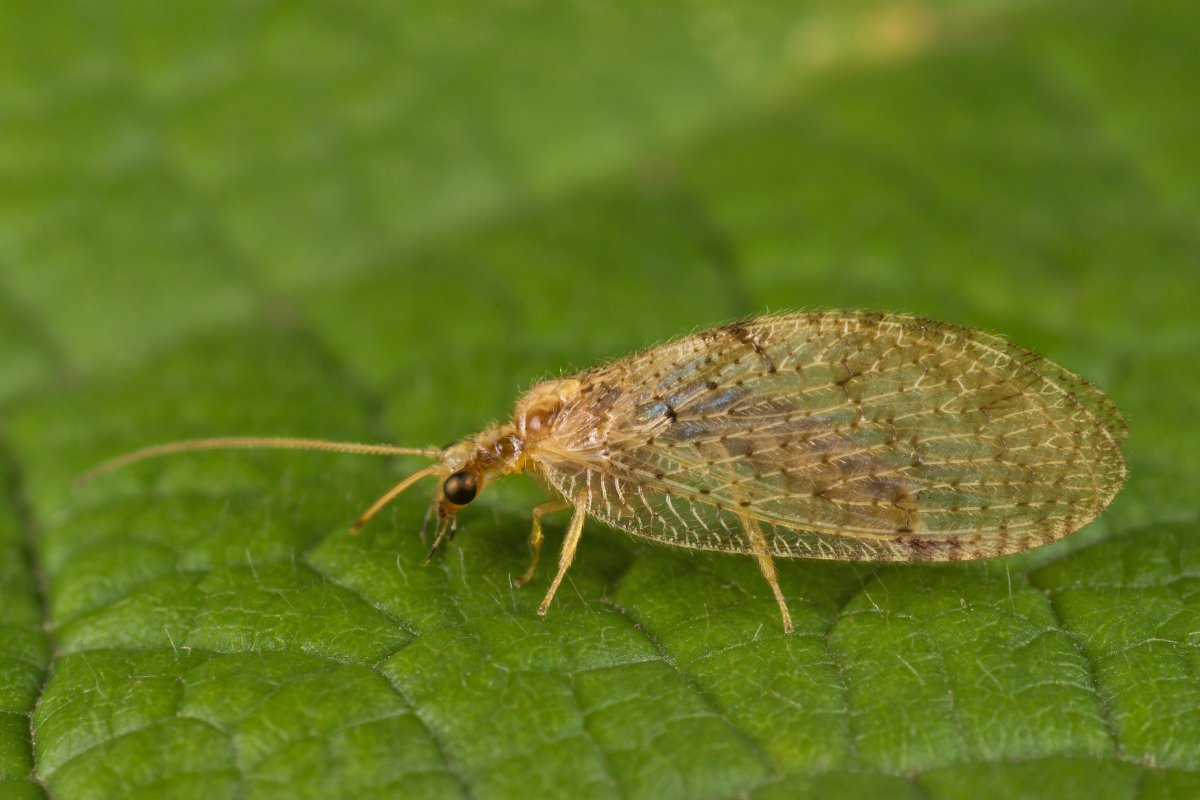 Муравьиный Лев