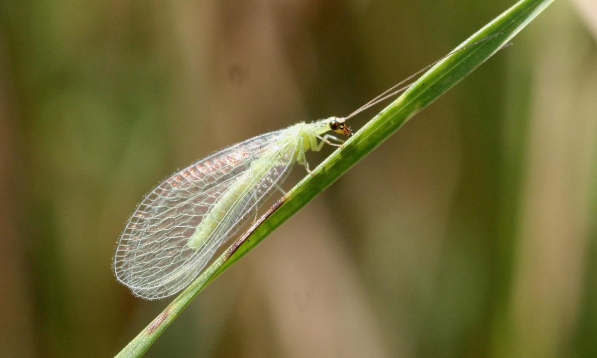 Афидиус энтомофаг