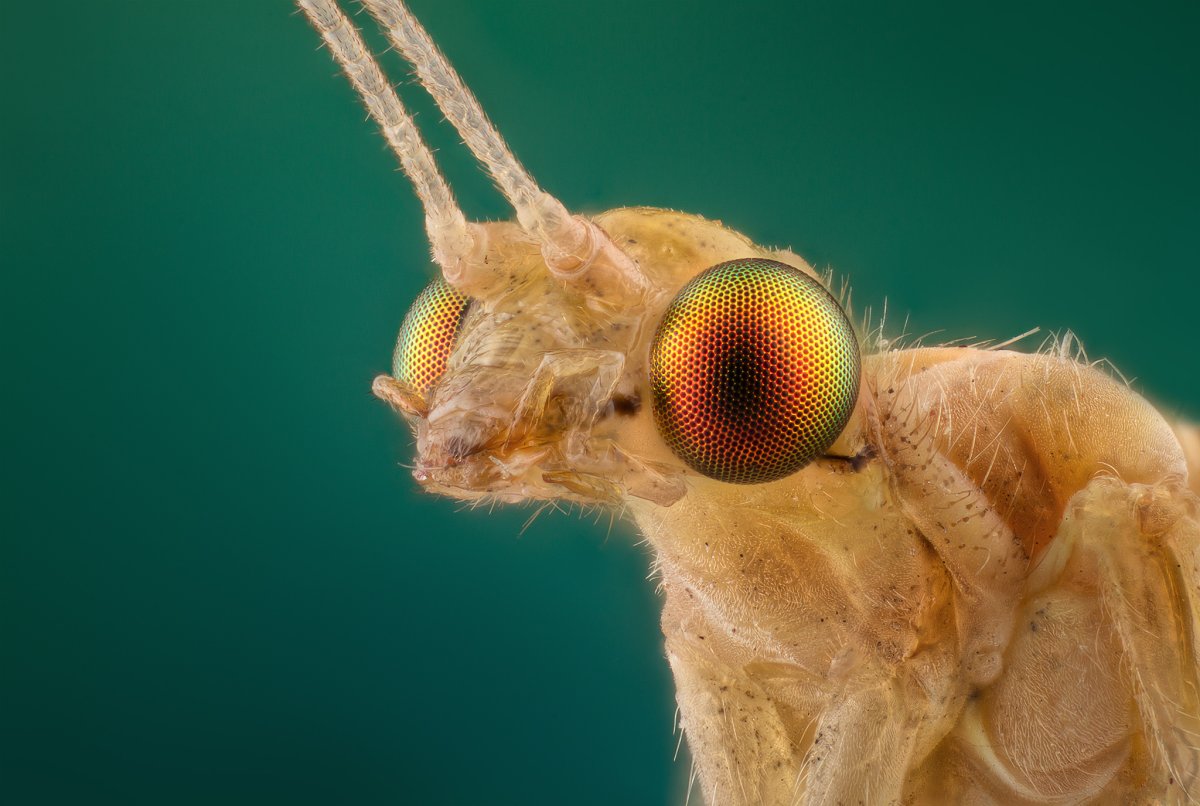 Членистоногие кузнечик