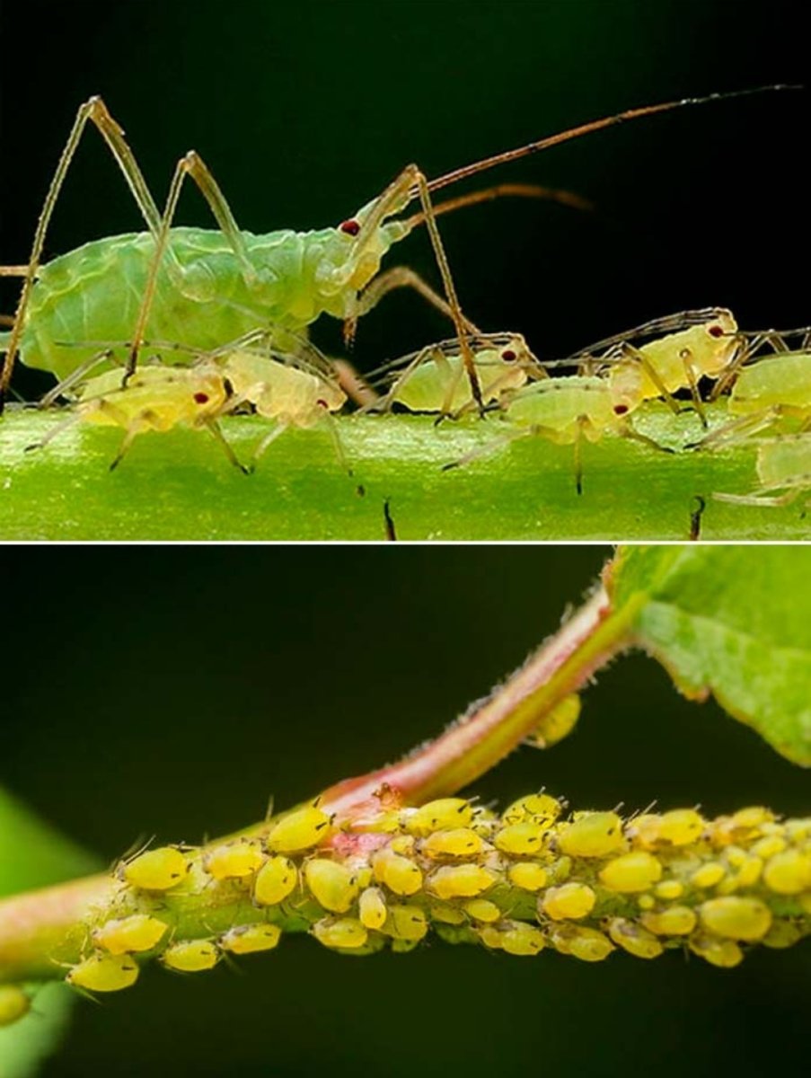 Зеленый клоп лист