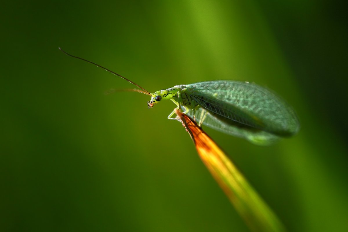 Златоглазка обыкновенная