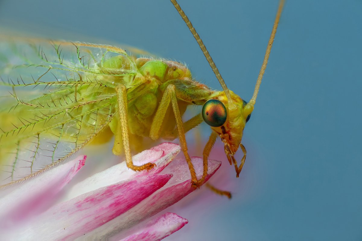 Златоглазка насекомое яйца