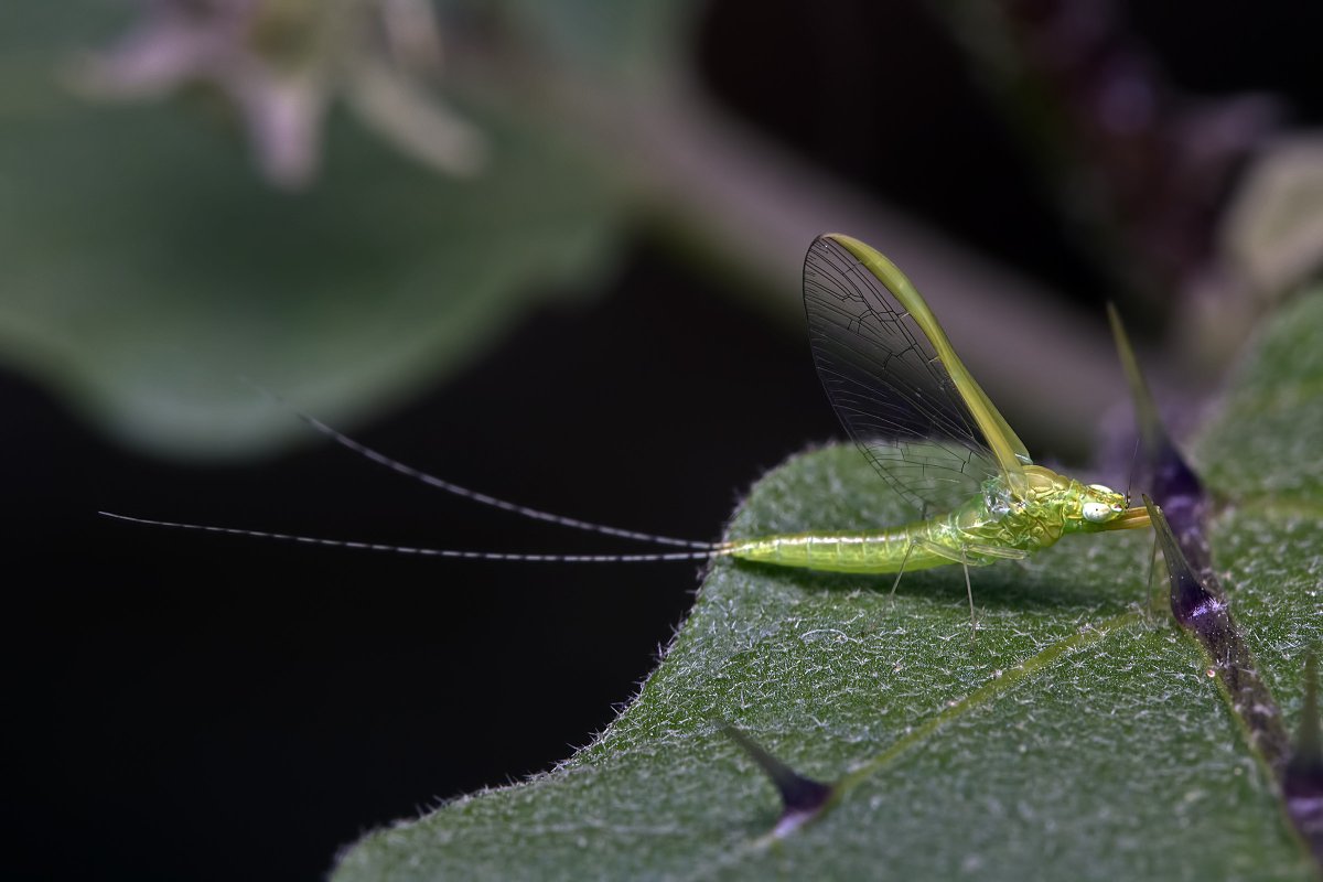 Мошка златоглазка