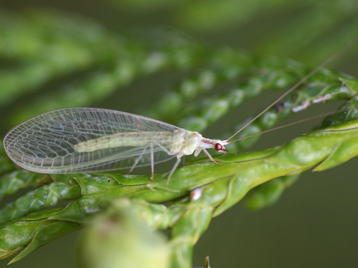 Green Lacewing насекомое