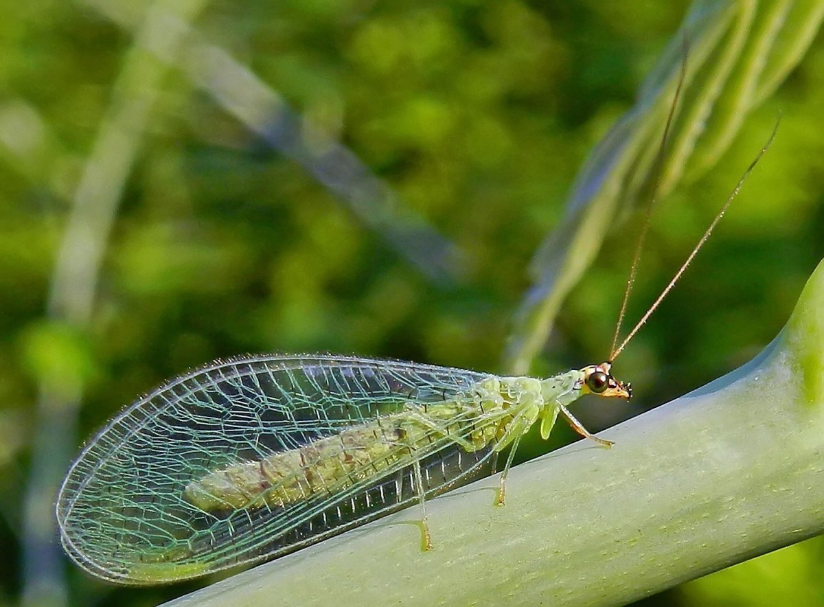Сушеные златоглазки