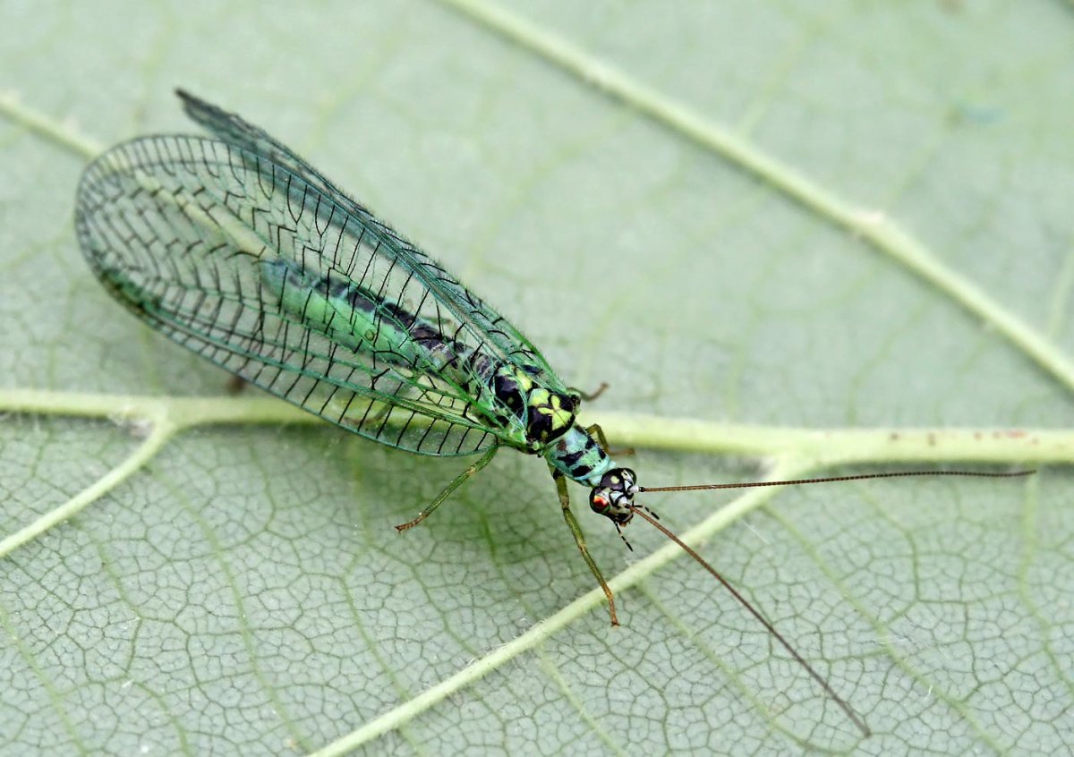 Златоглазка желтоголовая