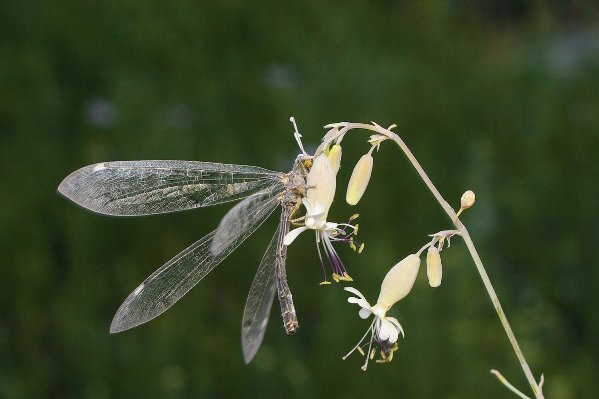 Божья коровка на травинке