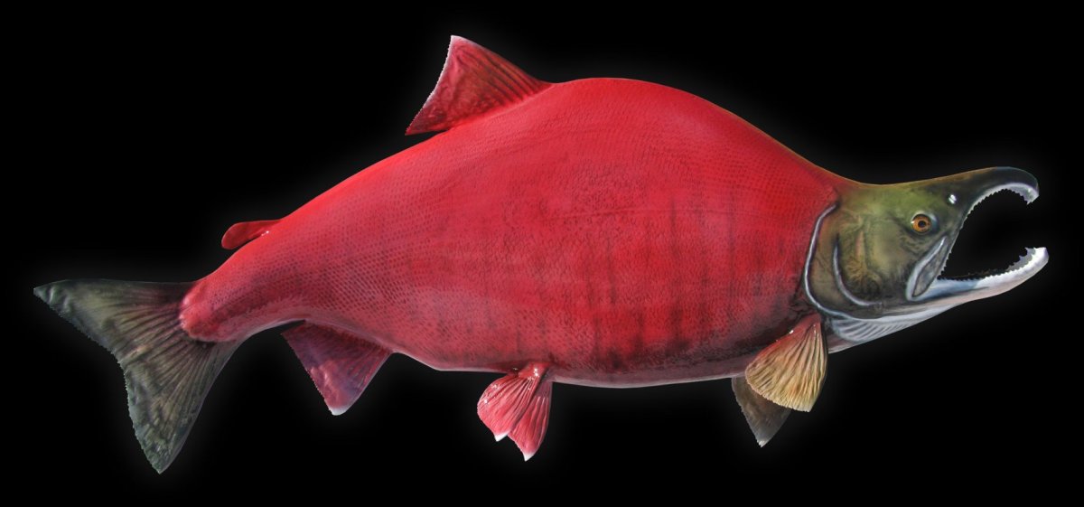 Нерка чешуя