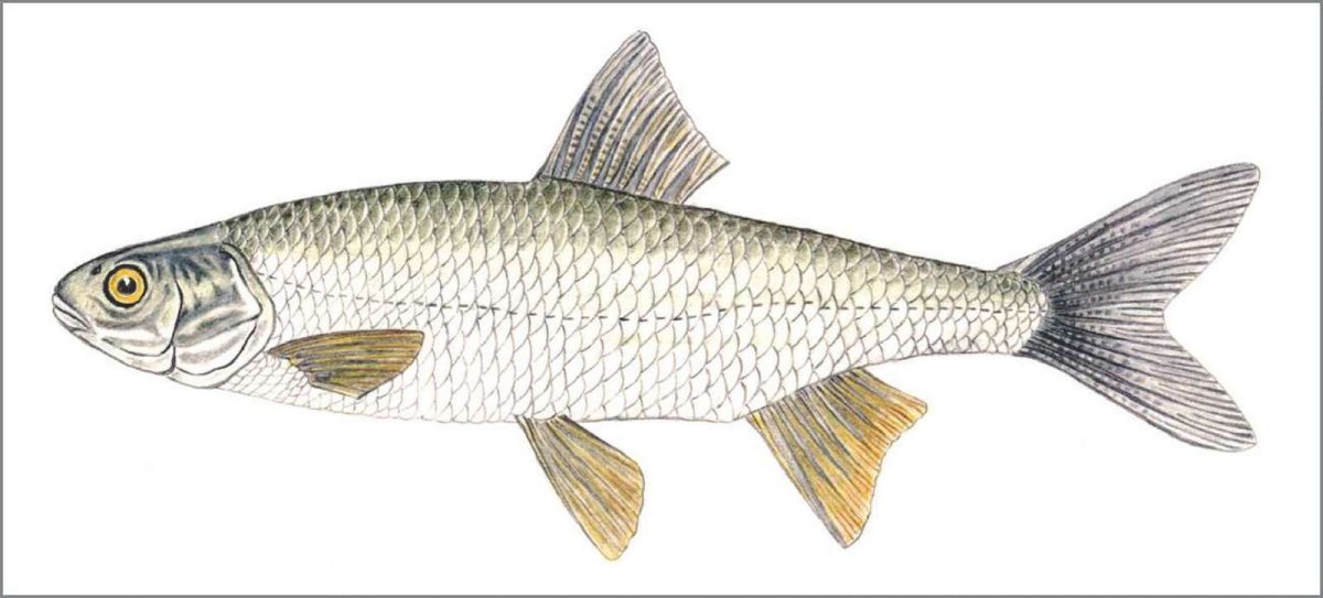 Елец и рыбец