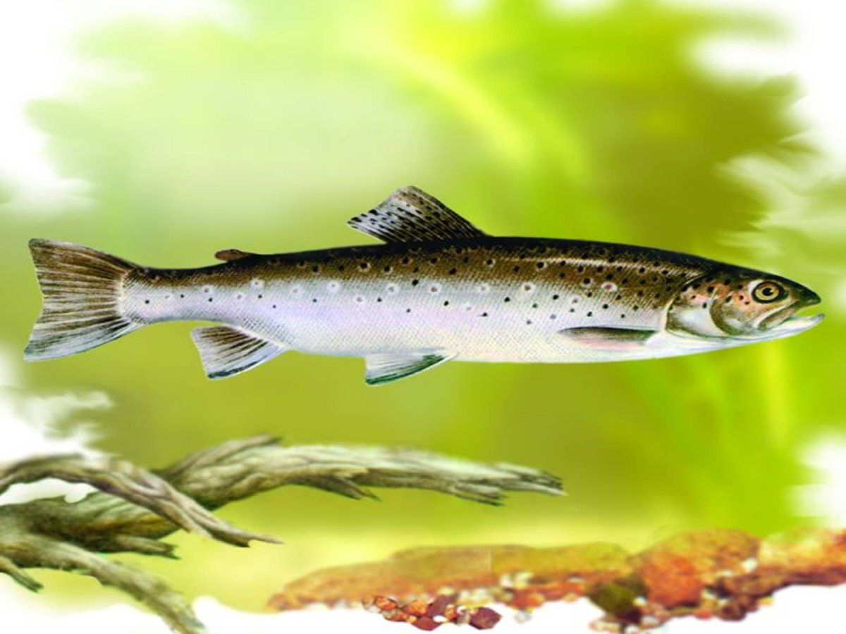 Кубанский усач