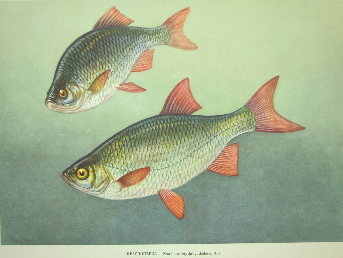 Красноперка Scardinius erythrophthalmus