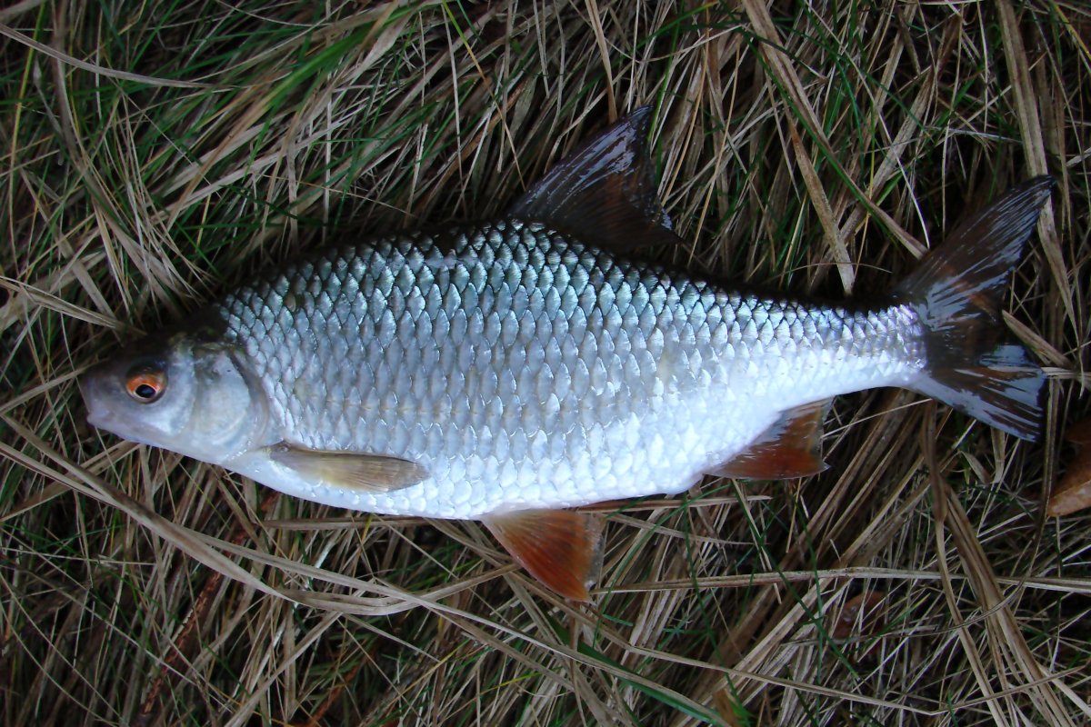 Сорожка плотва