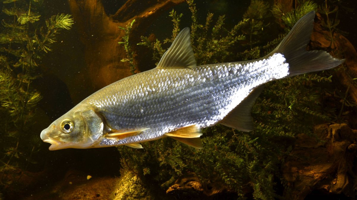 Подуст и рыбец