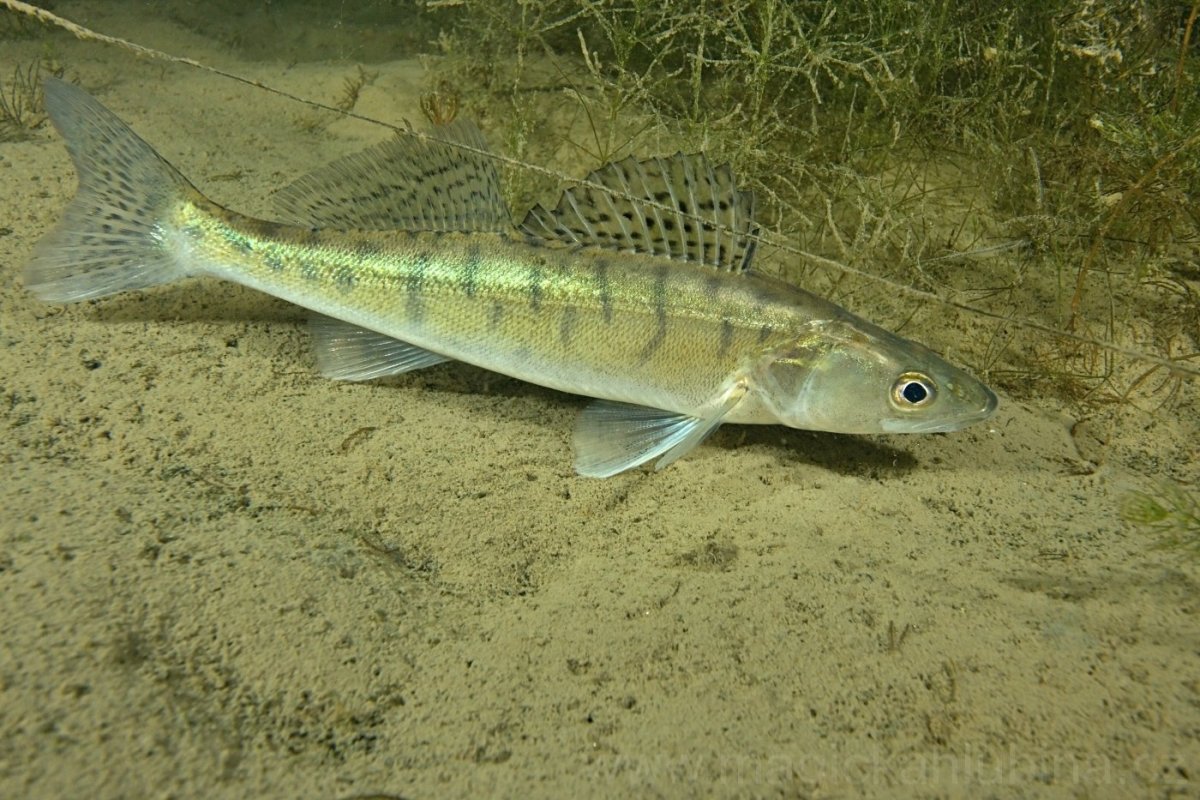 Обыкновенный Судак Sander lucioperca