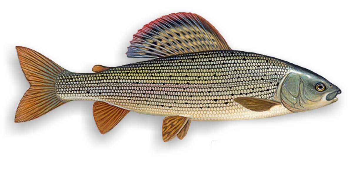 Амурский хариус – Thymallus grubii