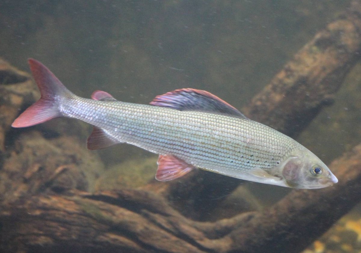 Европейский хариус Thymallus Thymallus