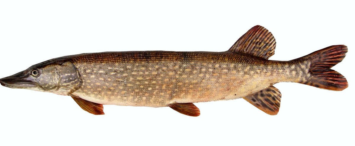 Рыба щука обыкновенная