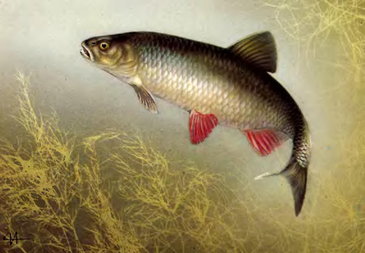 Горбатый голавль